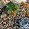 Thumbnail #5 of Echeveria setosa by palmbob