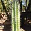 Thumbnail #5 of Pilosocereus lanuginosus by Xenomorf