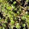 Thumbnail #4 of Sedum tetractinum by Happenstance