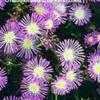 Thumbnail #1 of Delosperma floribundum by Nurbanworld