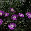 Thumbnail #3 of Delosperma floribundum by DaylilySLP