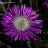 Thumbnail #5 of Delosperma floribundum by DaylilySLP