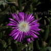 Thumbnail #4 of Delosperma floribundum by DaylilySLP