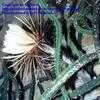 Thumbnail #1 of Selenicereus x callianthus by EpiBase