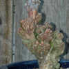 Thumbnail #4 of Cereus validus f. monstrose by Rporch