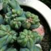 Thumbnail #5 of Cereus validus f. monstrose by BorisGarden