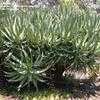 Thumbnail #1 of Aloe castanea by palmbob
