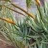 Thumbnail #3 of Aloe castanea by palmbob