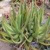 Thumbnail #2 of Aloe castanea by palmbob