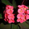 Thumbnail #3 of Euphorbia x lomi by daisyavenue