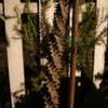 Thumbnail #4 of Euphorbia x lomi by daisyavenue