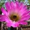 Thumbnail #3 of Echinocereus pentalophus by cacti_lover