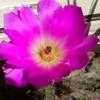 Thumbnail #4 of Echinocereus pentalophus by cactus_lover