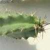 Thumbnail #5 of Echinocereus pentalophus by Xenomorf