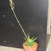 Thumbnail #5 of Aloe  by tuffy09