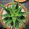 Thumbnail #4 of Aloe  by jfr1012