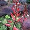 Thumbnail #3 of Aloe  by palmbob