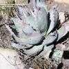 Thumbnail #2 of Agave colorata by palmbob