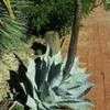 Thumbnail #3 of Agave colorata by Xenomorf