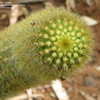 Thumbnail #5 of Cleistocactus icosagonus by Stake