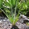 Thumbnail #1 of Aloe cooperi by palmbob