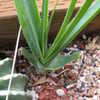Thumbnail #4 of Aloe cooperi by palmbob
