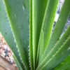 Thumbnail #5 of Aloe cooperi by palmbob