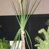 Thumbnail #3 of Aloe cooperi by palmbob