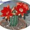 Thumbnail #2 of Echinopsis  by Kelli