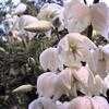 Thumbnail #4 of Yucca filamentosa by tcfromky