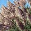 Thumbnail #2 of Cortaderia selloana by Ulrich