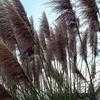 Thumbnail #3 of Cortaderia selloana by Ulrich