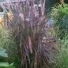 Thumbnail #4 of Pennisetum setaceum by mystic