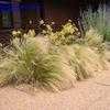 Thumbnail #4 of Stipa tenuissima by planter64