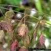 Thumbnail #4 of Chasmanthium latifolium by gardenwife