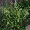 Thumbnail #1 of Chasmanthium latifolium by Badseed