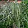 Thumbnail #2 of Cymbopogon citratus by herbin