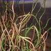 Thumbnail #4 of Juncus effusus f. spiralis by Terry