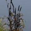 Thumbnail #1 of Pennisetum glaucum by rhirsch