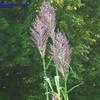 Thumbnail #4 of Arundo donax by hczone6