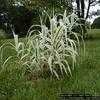 Thumbnail #2 of Arundo donax by hczone6