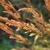 Thumbnail #4 of Calamagrostis acutiflora by gardenwife