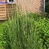 Thumbnail #2 of Calamagrostis acutiflora by hczone6