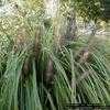 Thumbnail #1 of Pennisetum alopecuroides by hczone6