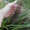 Thumbnail #3 of Pennisetum alopecuroides by hczone6