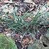 Thumbnail #1 of Ophiopogon japonicus by suncatcheracres