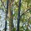 Thumbnail #4 of Phyllostachys nigra by dovey