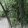 Thumbnail #3 of Phyllostachys nigra by johndrum1