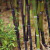 Thumbnail #2 of Phyllostachys nigra by CoCoSeed