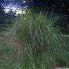 Thumbnail #2 of Miscanthus sinensis by Badseed